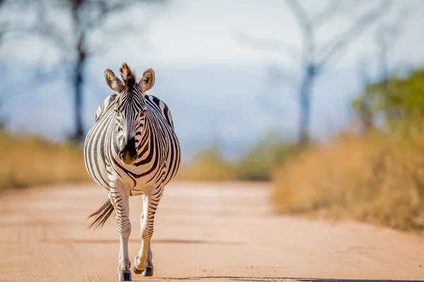Zebra, chodzenie na drodze w Kruger. — Zdjęcie stockowe