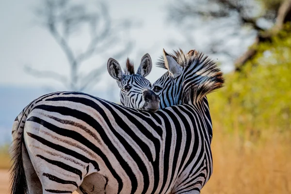 Dwie zebry klejenie w Kruger. — Zdjęcie stockowe