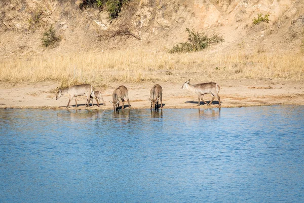 Waterbuck 마시는 크루 거에 댐에서의 그룹. — 스톡 사진