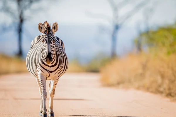 Zebra, chodzenie na drodze w Kruger. — Zdjęcie stockowe