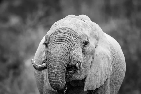 Primo piano di un elefante che beve in bianco e nero a Kruger . — Foto Stock