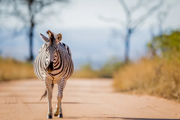 Zebra läuft auf der Straße im Kruger. — Stockfoto