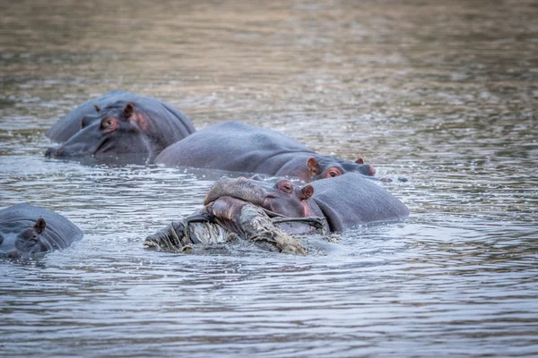 クルーガーの水のインパラを持ち上げるカバ. — ストック写真