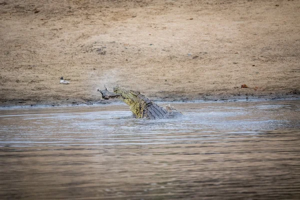 Kruger bir baraj bir Impala yiyerek timsah. — Stok fotoğraf