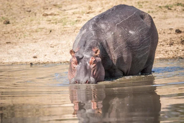 Kruger suda yürüyen bir su aygırı. — Stok fotoğraf