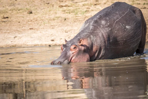 Um hipopótamo caminhando na água no Kruger . — Fotografia de Stock