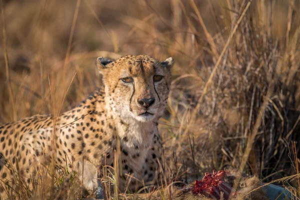 Gepard, jíst z bahnivec kostru v Kruger. — Stock fotografie