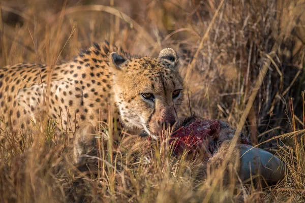 Cheetah Reedbuck karkas Kruger içinde gelen yeme. — Stok fotoğraf