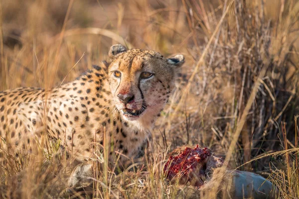 Gepard, jíst z bahnivec kostru v Kruger. — Stock fotografie