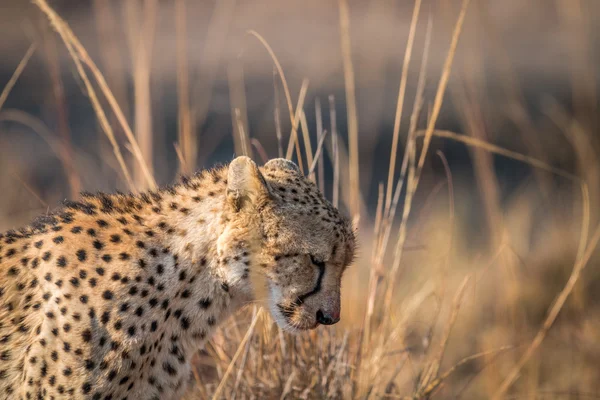 Een Cheetah op zoek naar beneden in het Kruger. — Stockfoto