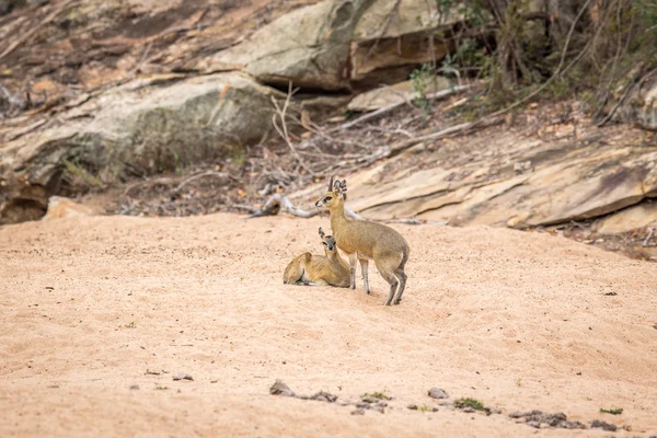 Deux Klipspringers dans le sable du Kruger . — Photo