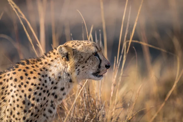 Boční profil geparda v Kruger. — Stock fotografie