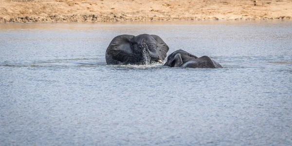 Two Elephants playing in the water in the Kruger. — Stock Photo, Image