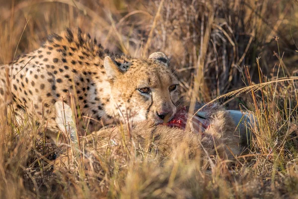 Gepard, jedzenie od tuszy Ridbok w Kruger. — Zdjęcie stockowe