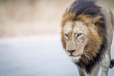 Kruger kameraya doğru yürüyüş aslan.