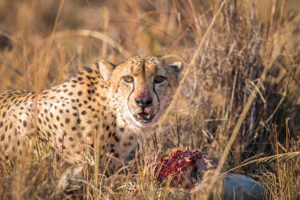 Gepard, jíst z bahnivec kostru v Kruger. — Stock fotografie