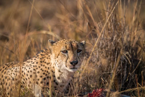 Gepard frisst in Kruger von einem Schilfbockkadaver. — Stockfoto