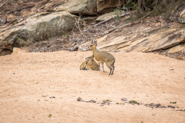 Dva Klipspringers v písku, v Kruger. — Stock fotografie