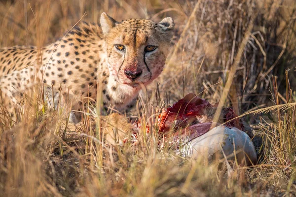 Cheetah Reedbuck karkas Kruger içinde gelen yeme. — Stok fotoğraf