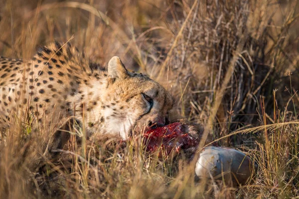 Cheetah che mangia da una carcassa di Reedbuck a Kruger . — Foto Stock