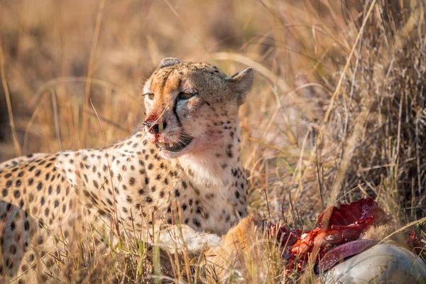 Gepard, jíst z bahnivec kostru v Kruger. — Stock fotografie