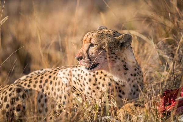 Gepard, jíst z bahnivec kostru v Kruger. — Stock fotografie
