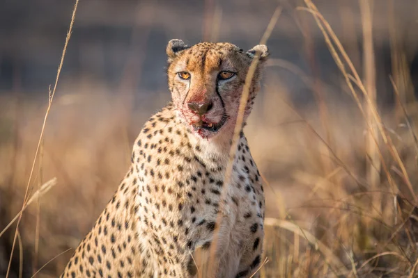 Starring Cheetah with a bloody face in the Kruger. — Stock Photo, Image