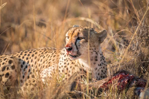 Cheetah eating from a Reedbuck carcass in Kruger. — Stock Photo, Image