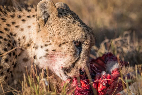 Gepard, jíst z bahnivec kostru v Kruger. — Stock fotografie