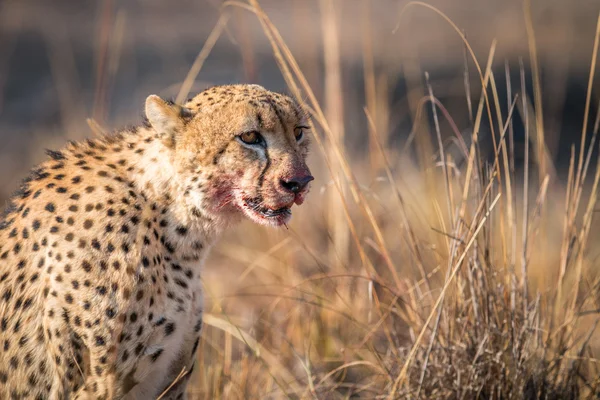 Hlavní roli gepard s krvavou tvář v Kruger. — Stock fotografie
