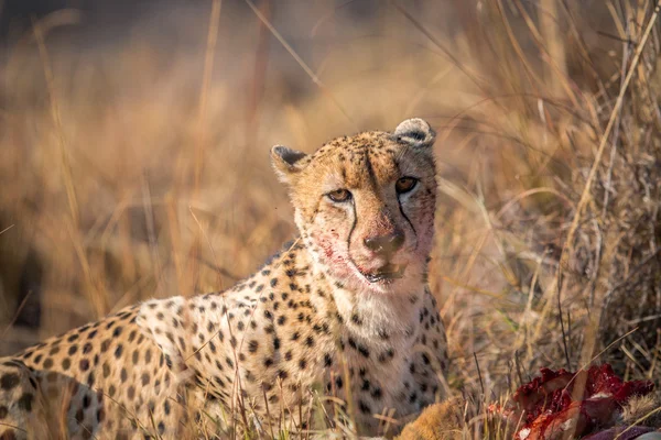 Gepard, jíst z bahnivec kostru v Kruger. — Stock fotografie