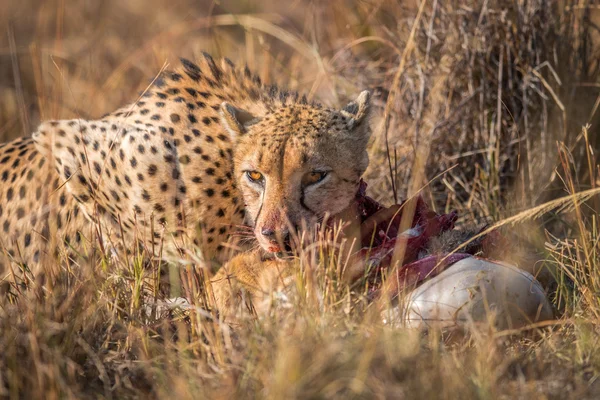 Gepárd nádiantilop hasított test a Kruger-ból eszik. — Stock Fotó