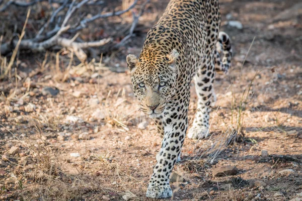 Leopardo cammina verso la fotocamera nel Kruger . — Foto Stock