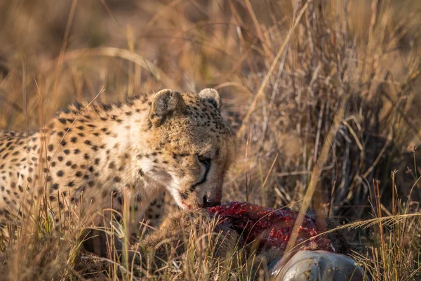 Cheetah comendo de uma carcaça Reedbuck em Kruger . — Fotografia de Stock