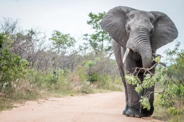 Un gros taureau éléphant traînant une branche sur la route à Kruger . — Photo