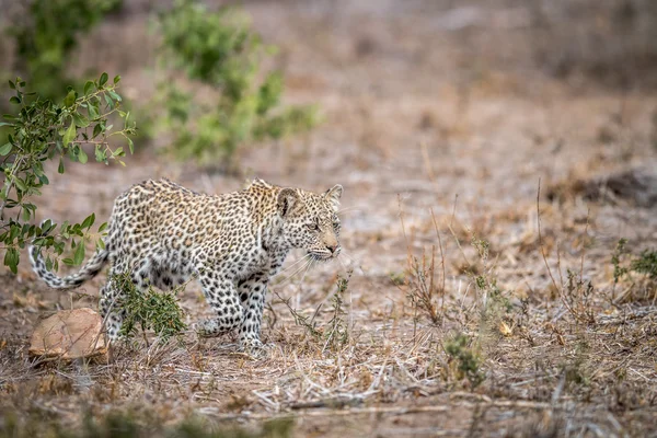 Junger Leopard spaziert im Gras im Kruger. — Stockfoto