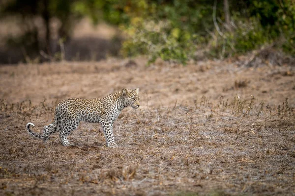 Séta a fű a Kruger fiatal leopárd. — Stock Fotó