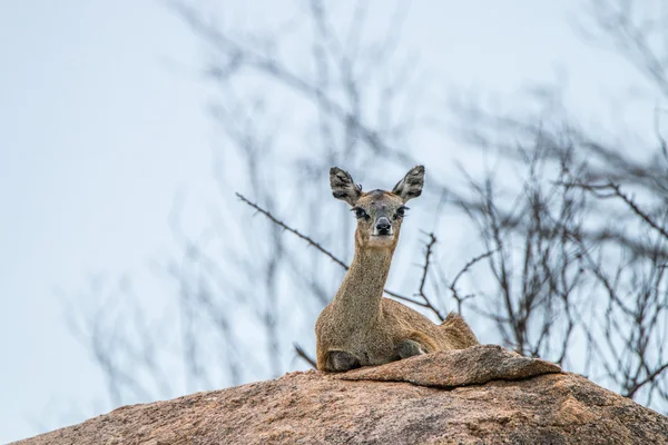 A female Klipspringer laying on a rock in the Kruger. — Stock Photo, Image