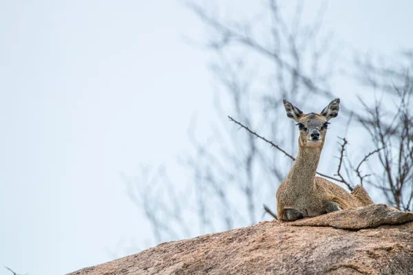 Kobiece Koziołek skalny, Układanie na skale w Kruger. — Zdjęcie stockowe