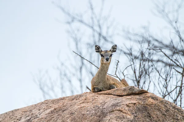 Жіночий Klipspringer укладання на скелі в на Крюгер. — стокове фото