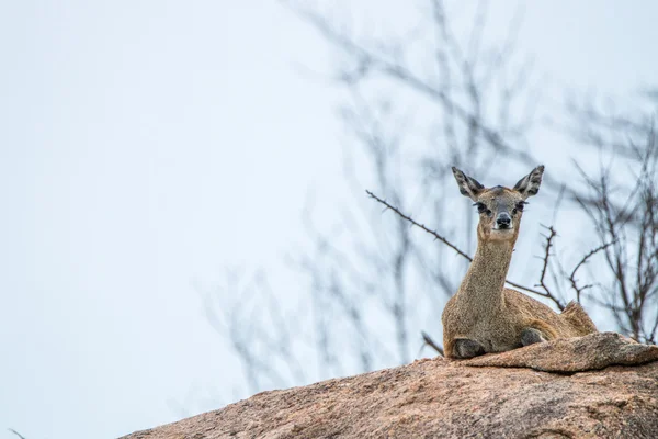 Kobiece Koziołek skalny, Układanie na skale w Kruger. — Zdjęcie stockowe