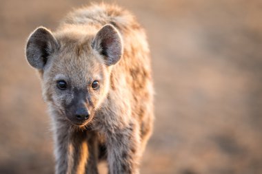 Özel yıldızı genç benekli sırtlan Kruger National Park.