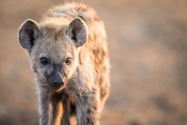 Protagonizada por la joven hiena manchada en el Parque Nacional Kruger . — Foto de Stock