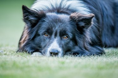 Kameraya yıldızı Border Collie köpek.