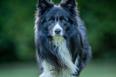 Kameraya yıldızı Border Collie köpek.