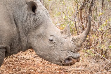 Beyaz rhino yan profili.
