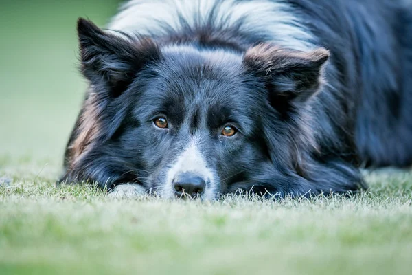 Border Collie perro protagonizada por la cámara . —  Fotos de Stock