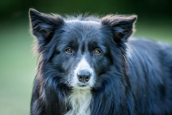 Border Collie chien avec la caméra . — Photo