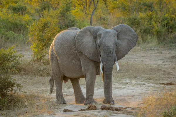 Big Elephant starring in the Kruger.