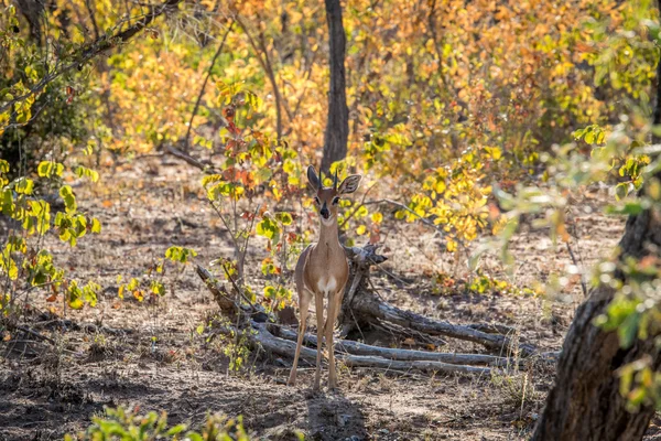 Steenbok estrelando a câmera . — Fotografia de Stock